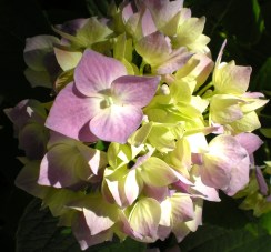 Beautiful Blooms June 2011 006