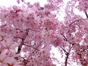 Pinkcherry