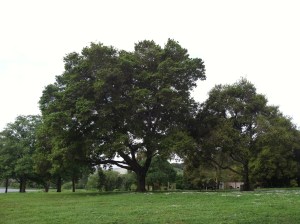 Coast Live Oaks
