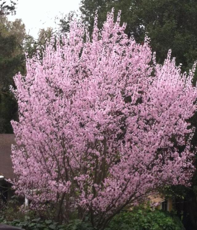 flowering cherry tree