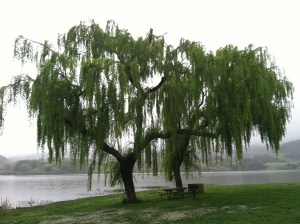 Weeping Willow