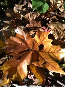 fall leaf