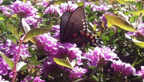 Butterfly by Steph Final edit