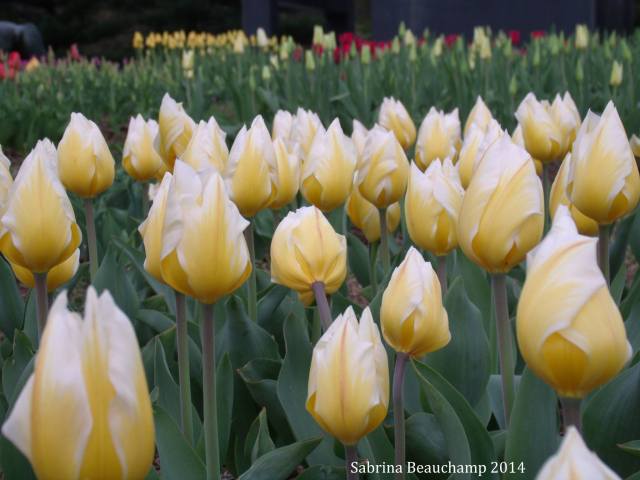 tulips by sabrina FINAL EDIT