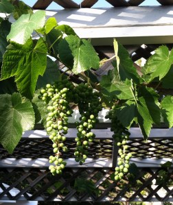 grapevine final edit