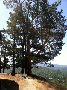 oak tree by water tank final edit