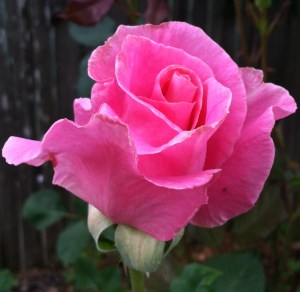 pink rose final edit