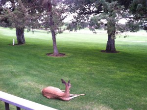 deer in front of deck