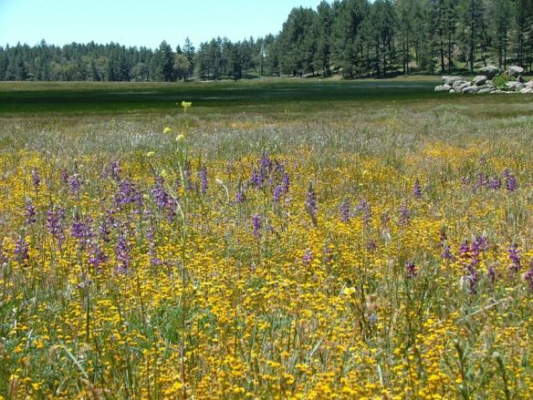 Cleveland National Forest