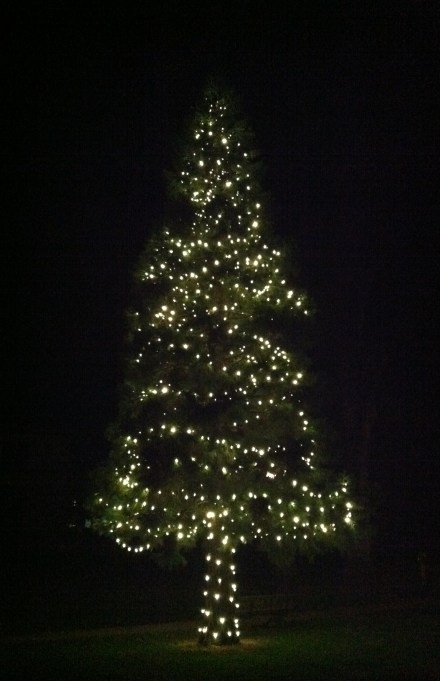 Christmas tree Michael took