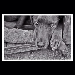 copper by michael (2)