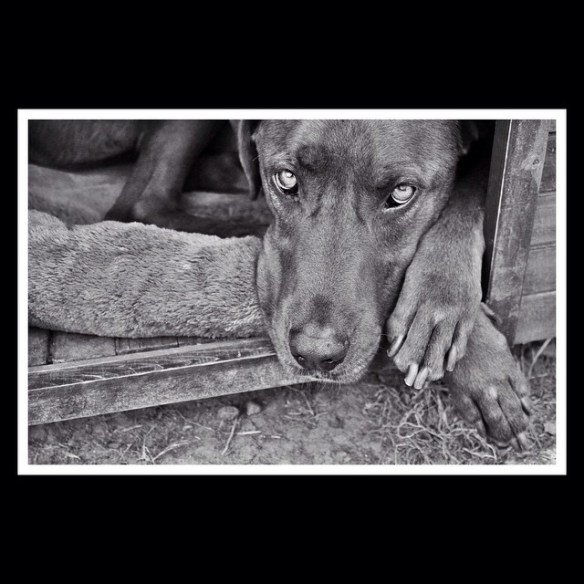 copper by michael (2)