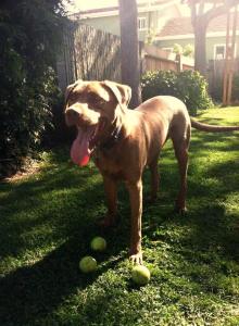 Copper playing ball 2014 final edit