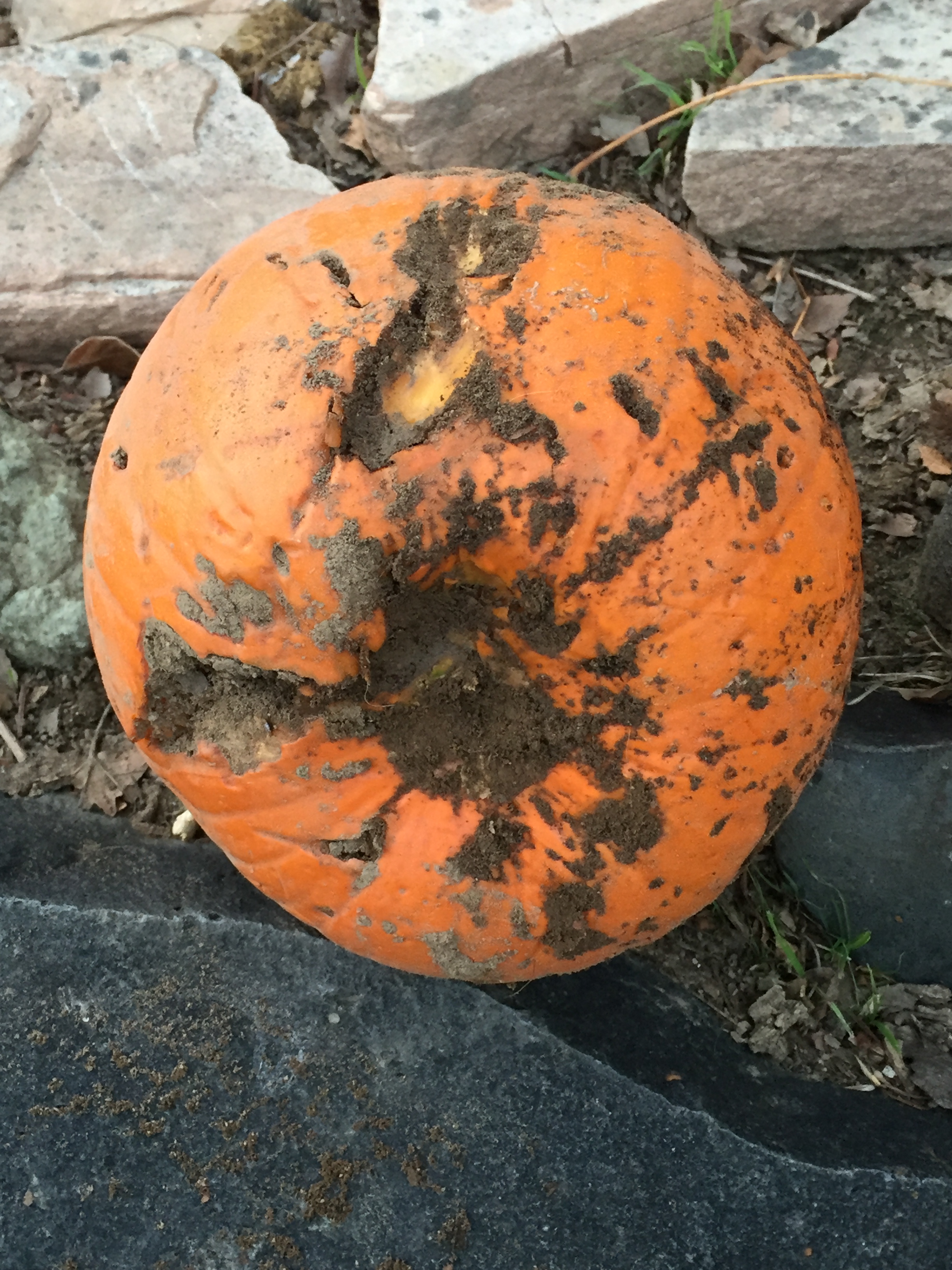 Coppers buried treasure The great pumpkin mystery 2017 (2)