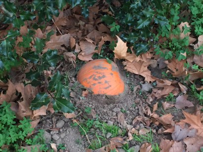 Coppers buried treasure The great pumpkin mystery 2017 (3)