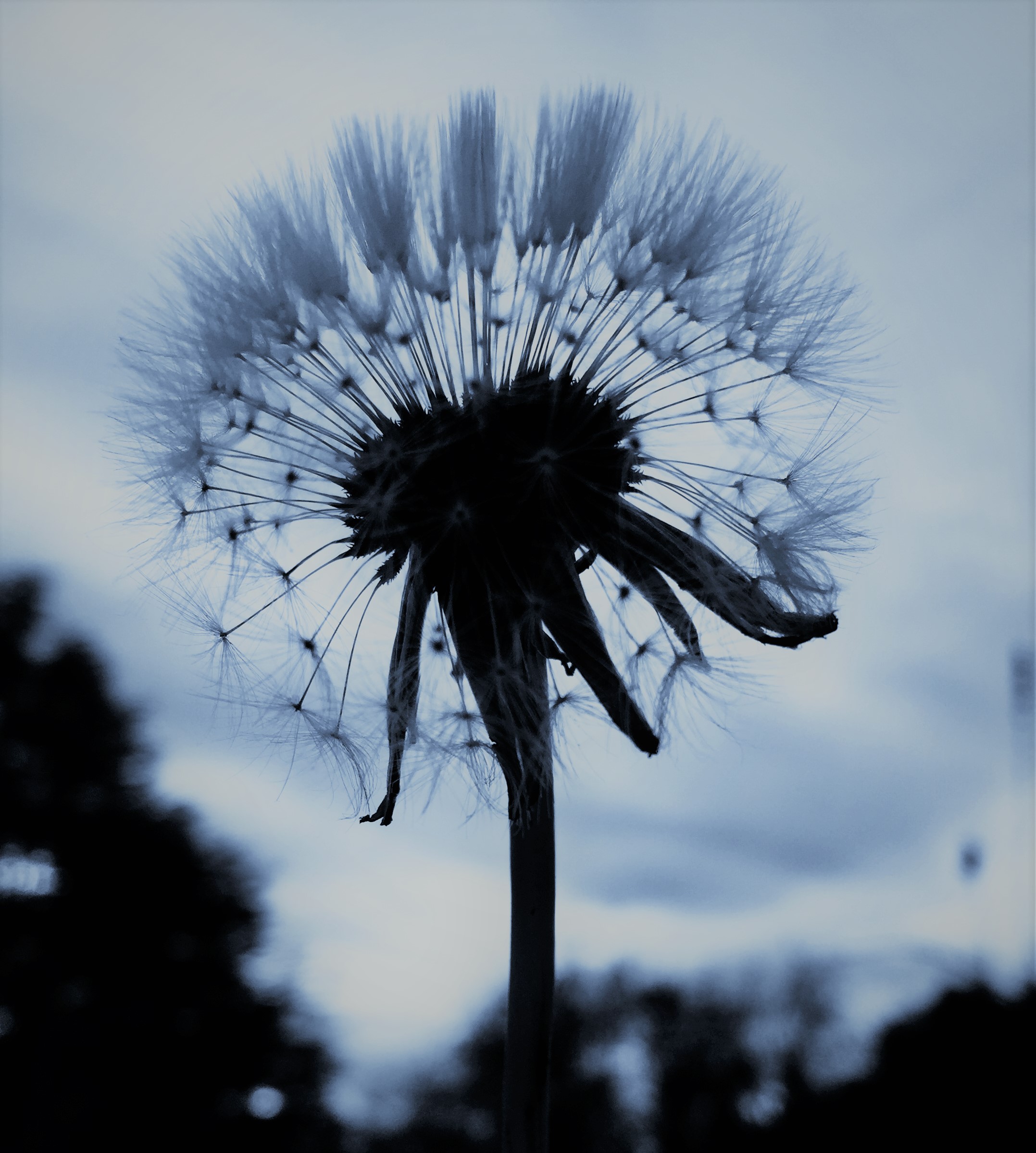 dandelion arctic