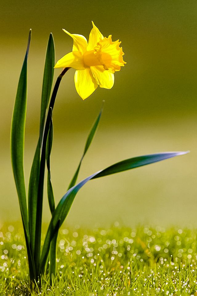 daffodil