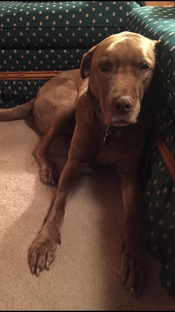 Copper enjoying the heat