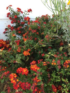 lantana (2)
