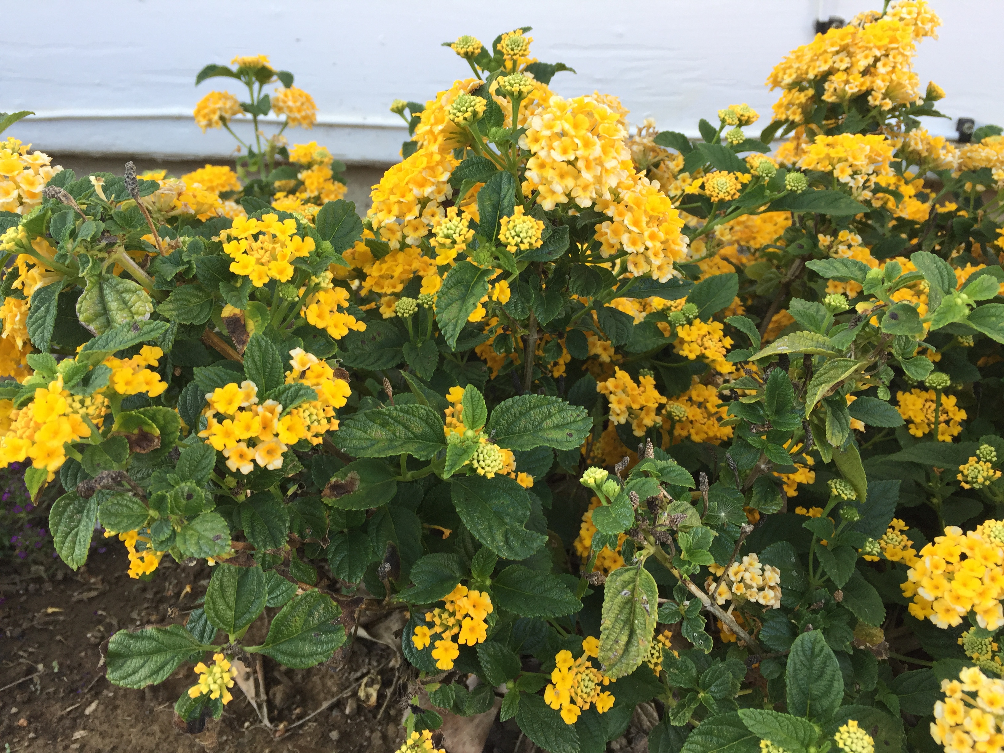 lantana yellow