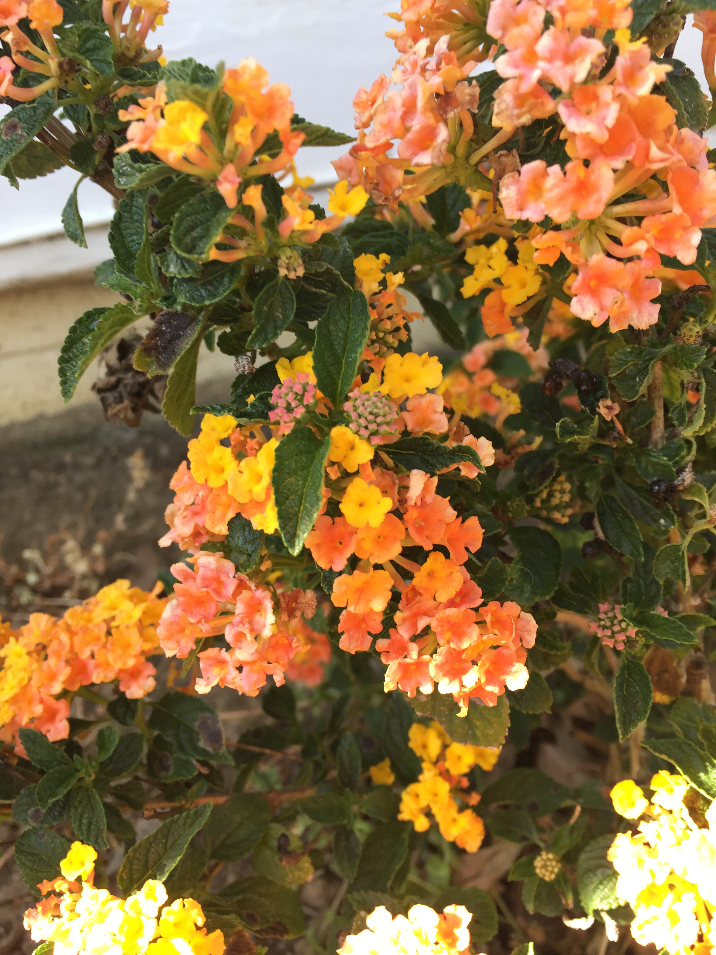 lantana