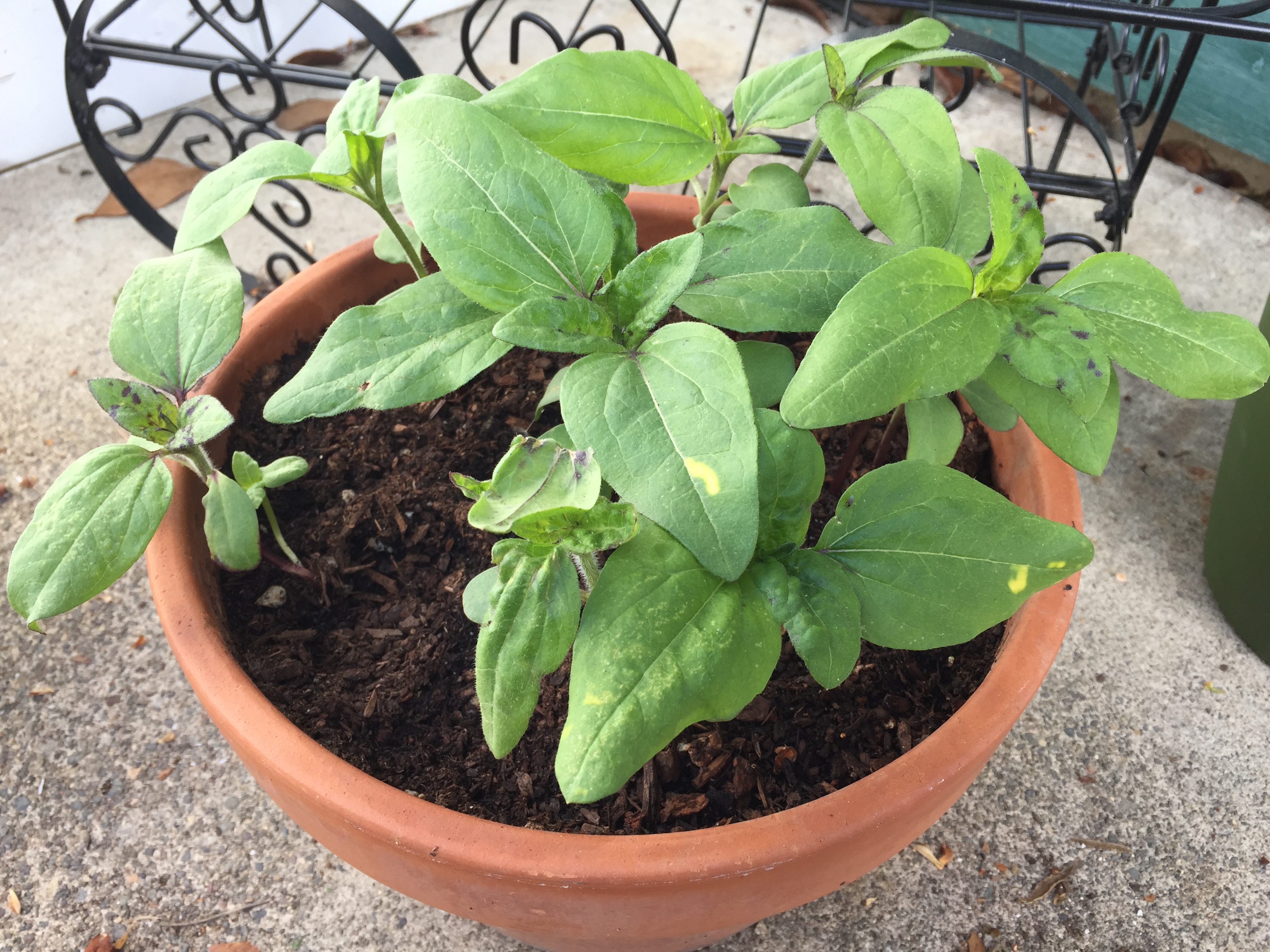 sunflowers to be 2018