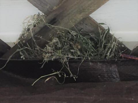 finch nest on gazebo