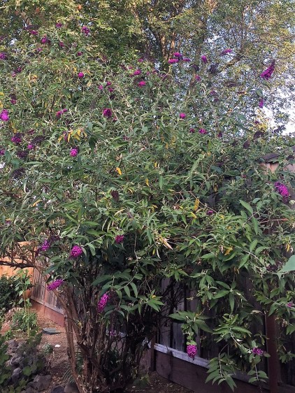 butterfly bush