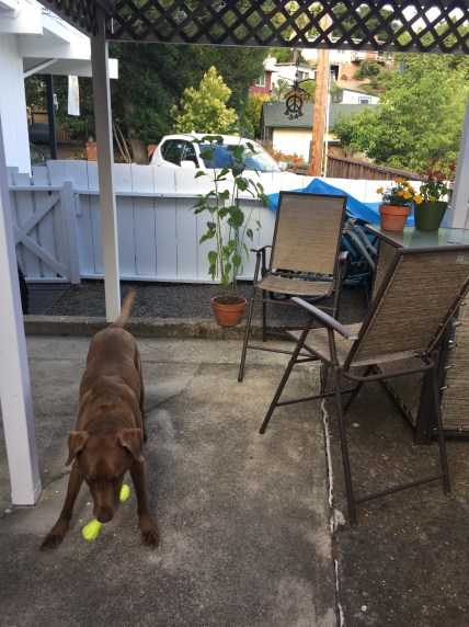 copper playing with his bone