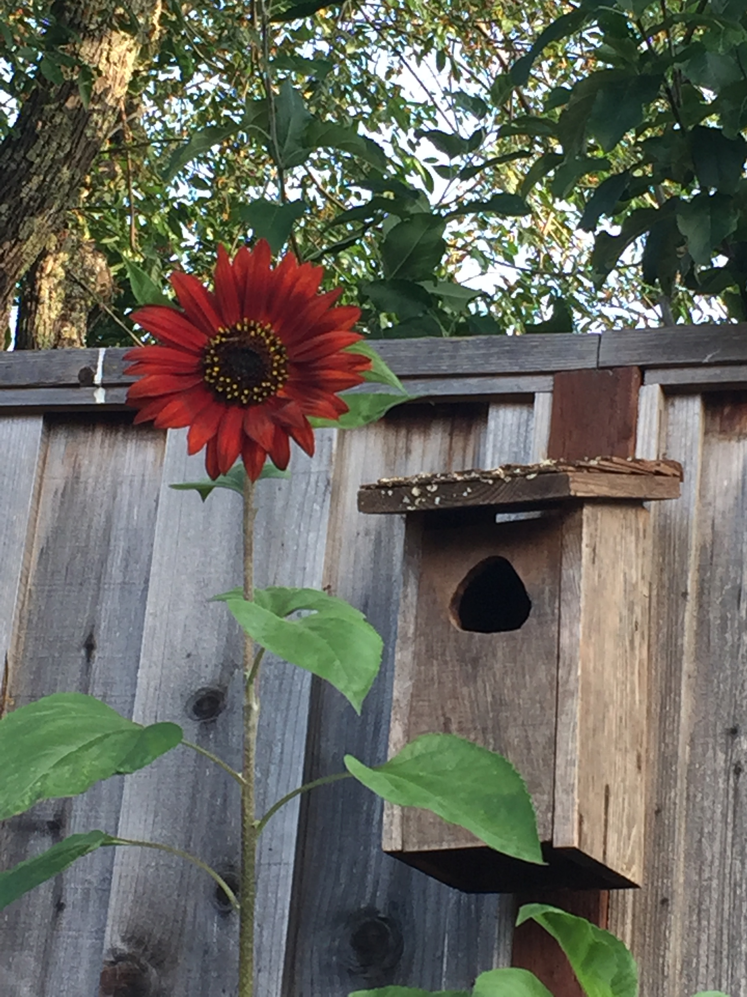 first sunflower bloom