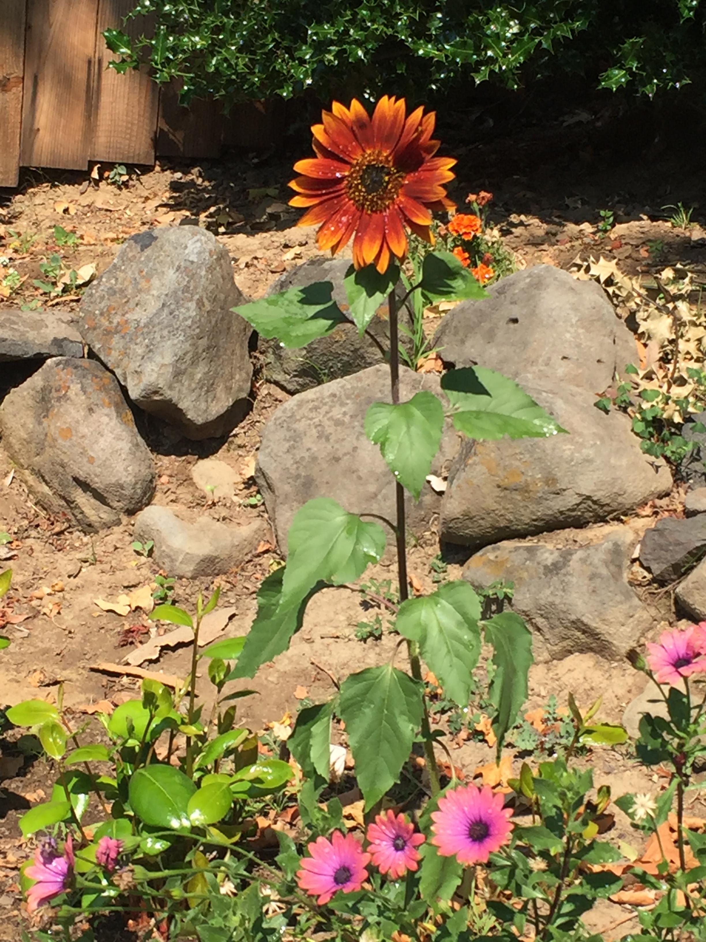 the fighter sunflower