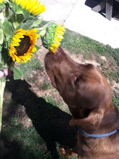 Copper smelling the flowers by Steph